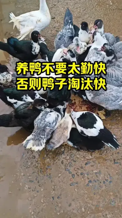 养鸭不要太勤快，否则鸭群淘汰快#抖音三农#养鸭#养殖