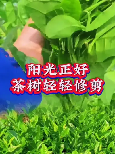 #服务三农支持三农 #茶树 #茶树种植技术与管理 #茶树修剪