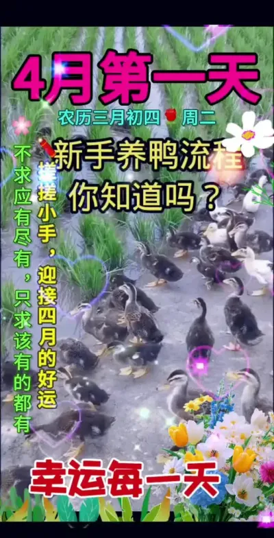 #养鸭人 #禽病防治 #养鸭流程 #科学养鸭