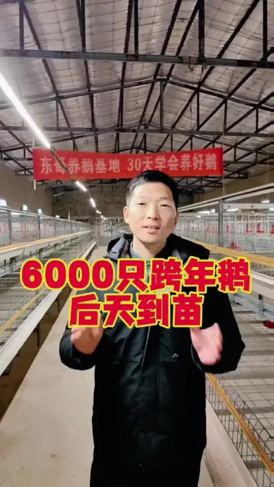 21号上6000只大三花跨年鹅，还是全程分享养鹅流程。#养鹅技术分享 #科学养鹅 #狮头鹅养殖 #养鹅人 #跨年鹅