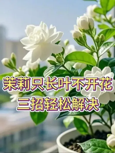 茉莉只长叶不开花，三招轻松解决#茉莉 #茉莉花 #养花小知识 #花卉绿植 #养花人的乐趣
