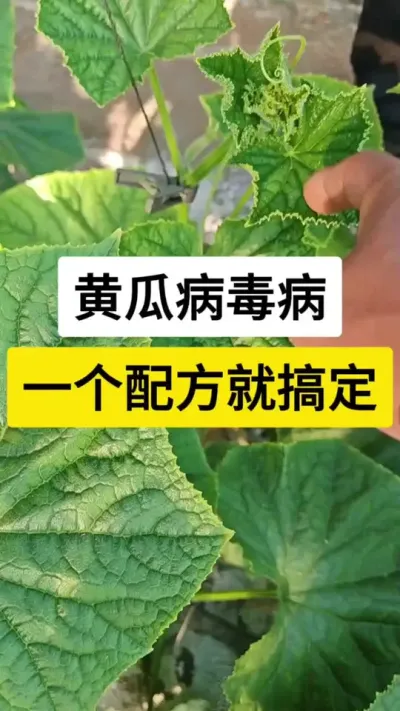 黄瓜病毒病，一个配方就搞定 #黄瓜种植技术 #黄瓜霜霉病 #黄瓜高产种植 #黄瓜 #农业技术推广