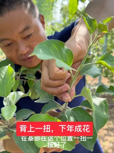 #新农人计划2025 #我的乡村生活 #果树管理技术 #病虫害防治 #农业种植