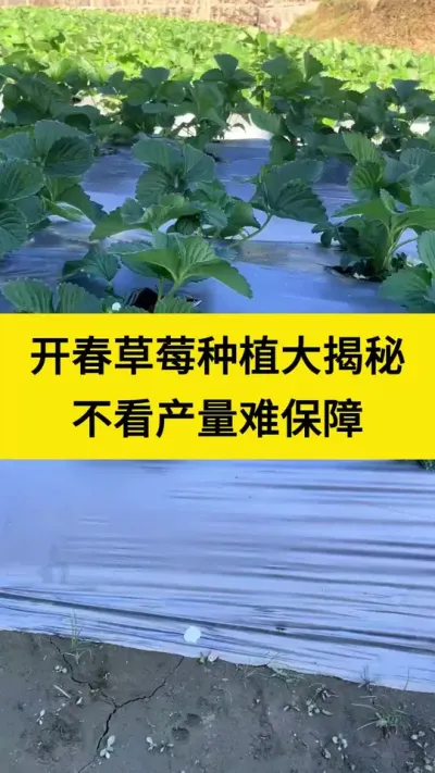 开春后草莓种植大揭秘，不看产量难保障##草莓种植管理技术和方法 #草莓种植 #草莓管理 #农业种植 #草莓种植管理技术和方法
