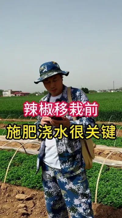辣椒移栽前水肥一体化#辣椒种植 #增产增收小配方 #关注我每天分享种植知识 #辣椒高产
