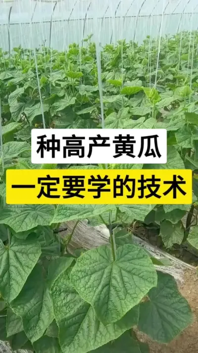 种高产黄瓜，一定要学的技术 #黄瓜高产种植 #黄瓜种植 #黄瓜 #服务三农支持三农 #抖音助农