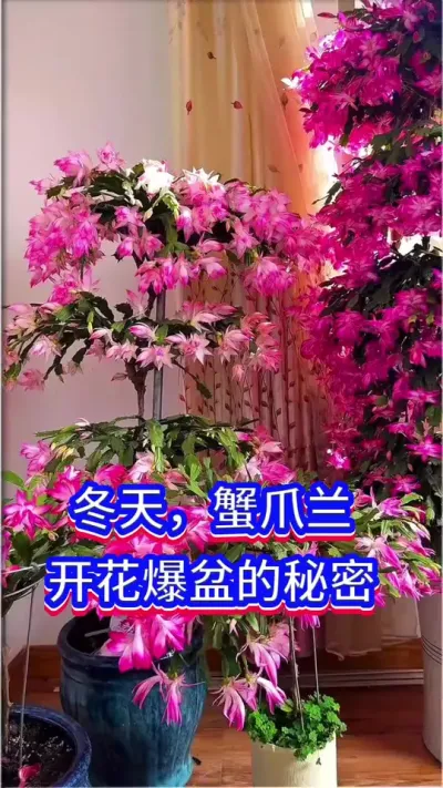 冬天，蟹爪兰开花爆盆的秘密#蟹爪兰 #英子园艺 #养花小知识