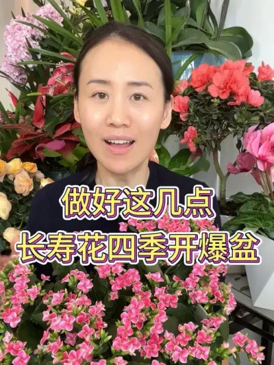 做好这几点长寿花四季开爆盆#长寿花 #长寿花养护 #花卉绿植 #养花小知识 #爱生活爱养花