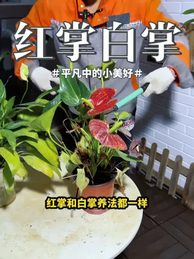 #花卉绿植 #红掌 #白掌  养护方面都一样，记住这3点