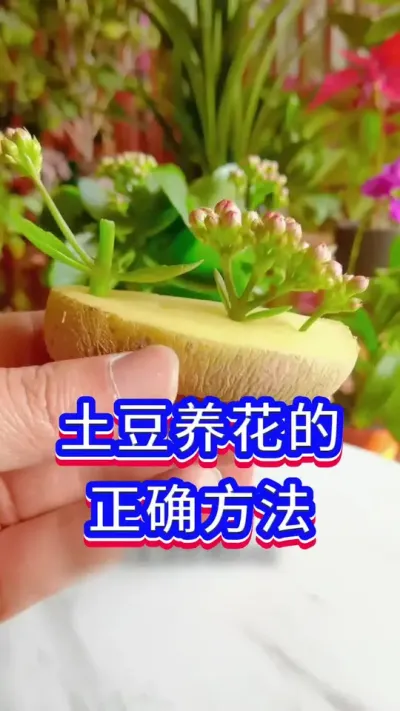 土豆养花的小窍门#养花小知识 #爱生活爱养花 #英子园艺