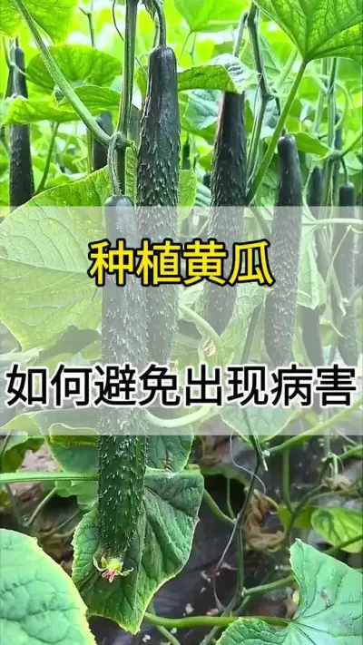 种植黄瓜，如何避免出现病害 #黄瓜 #黄瓜种植 #黄瓜高产种植 #服务三农支持三农 #三农