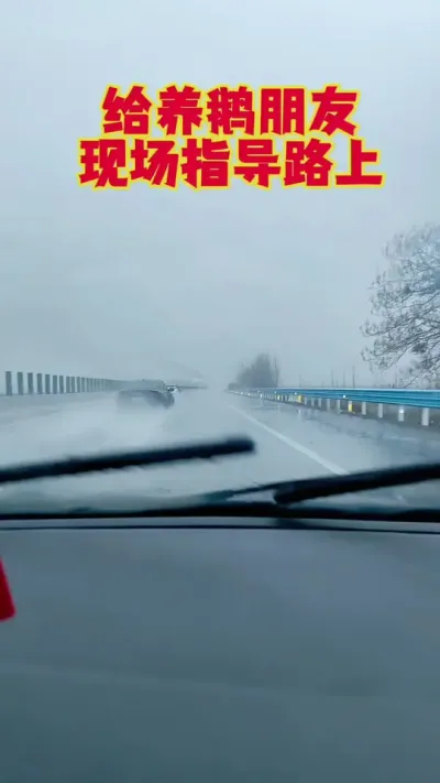 雨再大也阻挡不了，我们养好鹅的决心，马上就到。#养鹅 #鹅苗 #狮头鹅 #养鹅技术 #科学养鹅