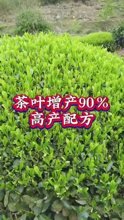 #茶园管理 #茶树种植技术与管理 #茶叶采摘 #茶园高产配方 茶叶肥厚口感好产量高