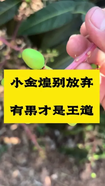 小金煌别放弃，今年的果真的太少了，有果才是王道 拉长膨大配方在评论区#拉长膨大 #农业种植