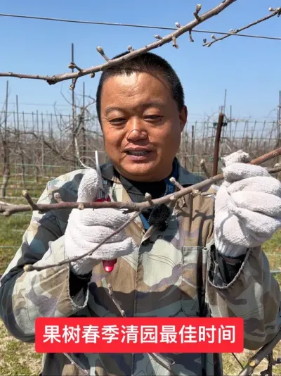 #新农人计划2025 #农业技术推广 #抖音助农 #果树管理技术 #病虫害防治