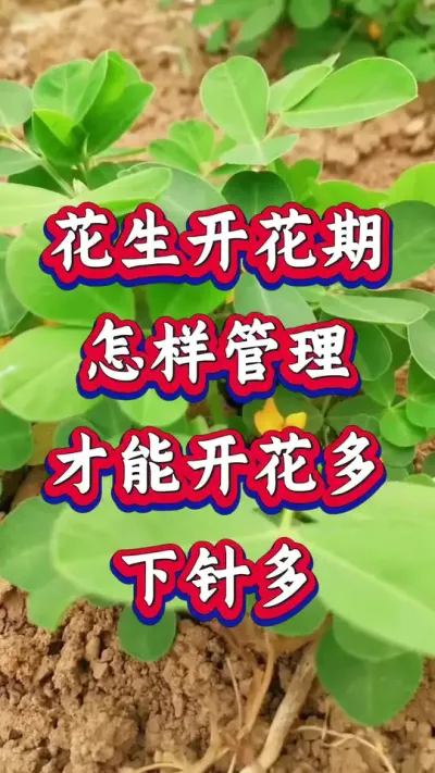 花生开花期怎样管理？才能开花多下针多。#花生种植 #花生高产 #种花生 #花生种植管理技术 #花生高产种植