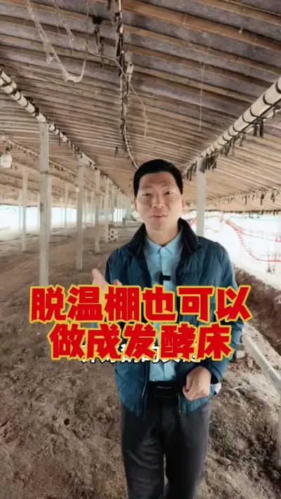 脱温棚做成发酵床，来养鹅！也是不错的选择！#养鹅 #狮头鹅 #鹅苗 #养鹅人