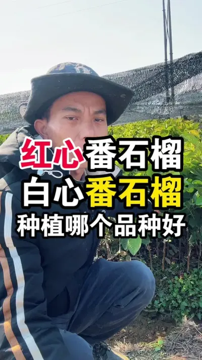 红心番石榴和白心番石榴，种植哪个品种好呢？ #红心番石榴#白心番石榴#果苗供应