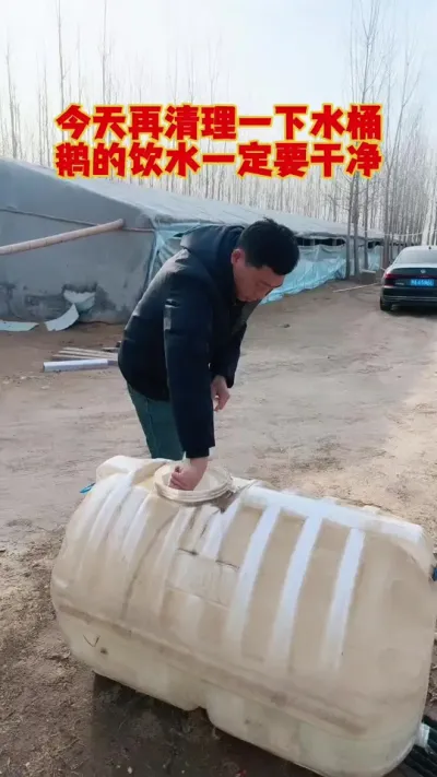 其实鹅的很多疾病，都是饮水不干净造成的。#科学养鹅 #养鹅技术分享 #养鹅人 #三农养殖 #狮头鹅养殖