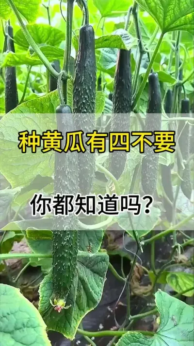 种植黄瓜四不要，你都知道吗？ #黄瓜种植 #黄瓜 #服务三农支持三农 #三农 #抖音助农
