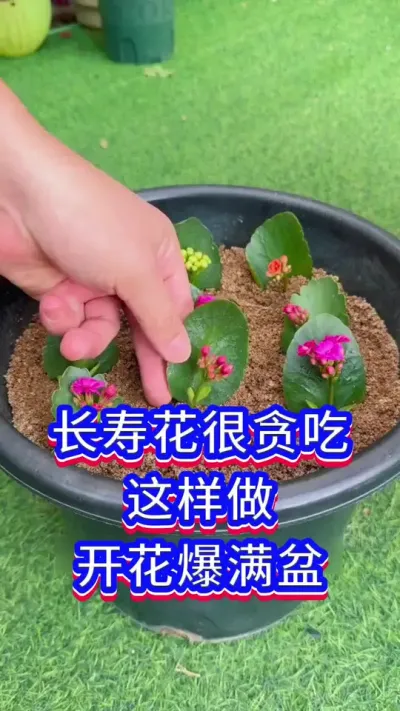 长寿花很贪吃，这样做可以开爆盆#花卉绿植 #养花小知识 #长寿花