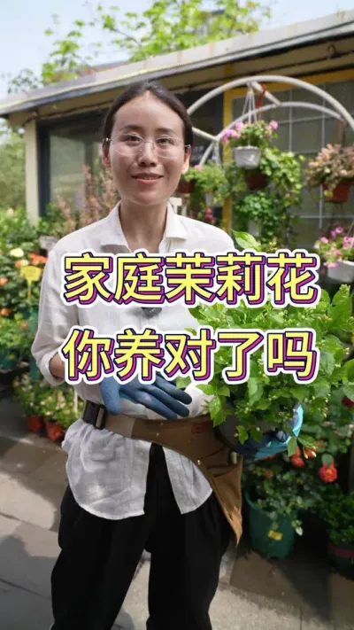 家庭茉莉花，你养对了吗？#花卉绿植 #养花小知识 #养花我是认真的 #茉莉花 #养花的乐趣
