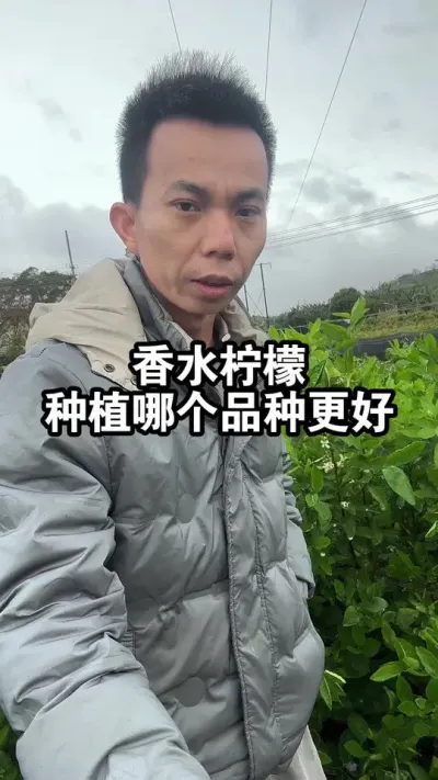 香水柠檬种植哪个品种好呢？易种植，好管理的 #广东香水柠檬 #香水柠檬 #果苗供应