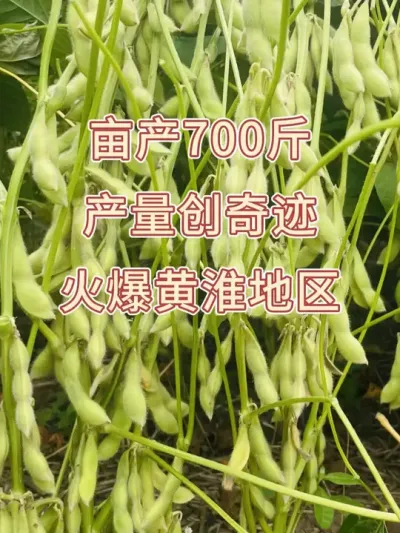 国审大豆新品种，谁种谁丰收 #服务三农支持三农 #抖音助农 #种子 #优质农产品 #高产大豆种子