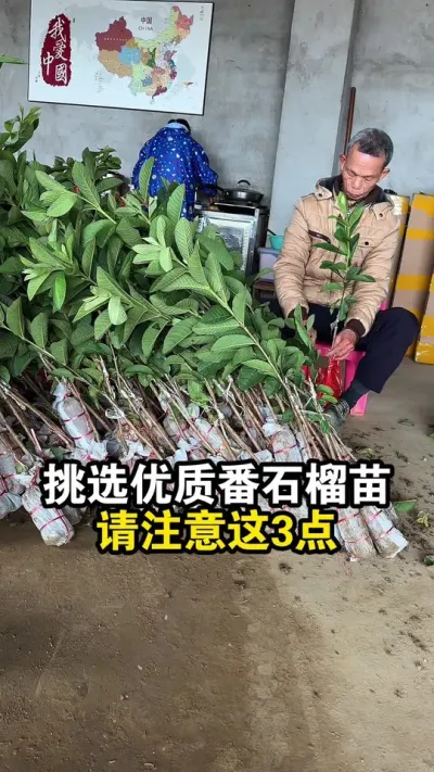 挑选番石榴苗，注意这3点，你也能挑选到优质的番石榴苗 #果苗供应 #番石榴苗 #珍珠番石榴 #白心番石榴