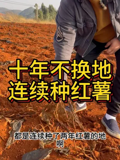 在一块地连续种十年，你们敢吗#农业种植 #红薯种植 #土豆种植 #节点施肥 #农业人