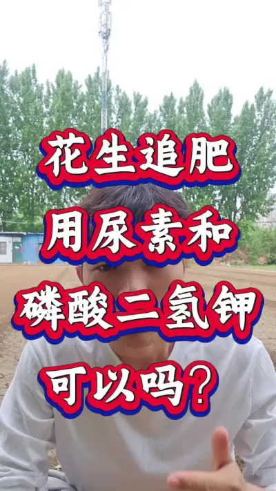 花生追肥用尿素和磷酸二氢钾可以吗？#花生种植 #花生高产 #种花生 #花生种植管理技术 #花生高产种植