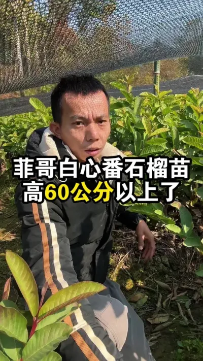 菲哥白心番石榴苗高60公分以上了，山区培育，带你看看好不好 #白心番石榴 #珍珠番石榴 #果苗供应