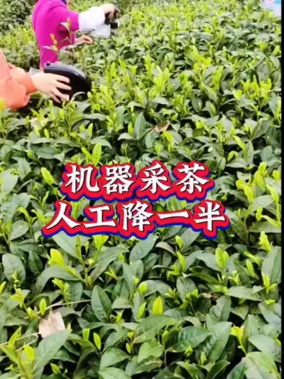 #茶农茶事 #抖音助农扶农 #召唤茶友 #茶树种植技术与管理 #茶叶采摘