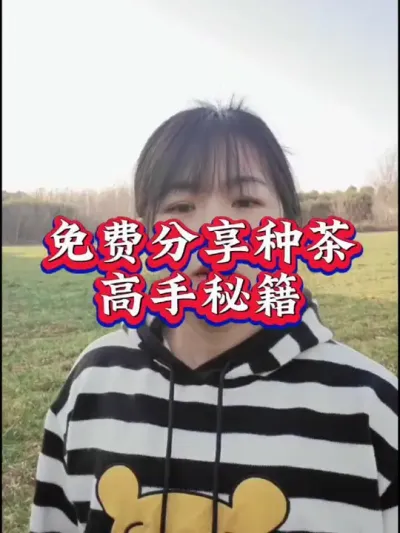 #服务三农支持三农 #种植小技巧 #茶树种植技术与管理 #茶 #叶面肥这样用更高产