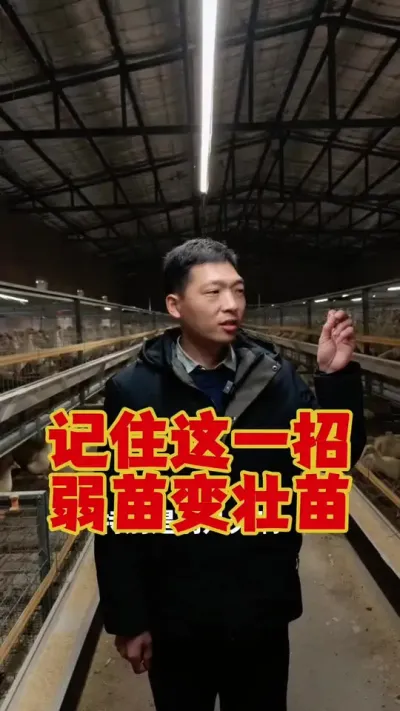 记住这5点，弱苗变壮苗，小鹅成活率高。#科学养鹅 #养鹅技术分享 #养鹅人 #狮头鹅养殖 #三农养殖