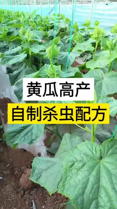 黄瓜高产，自制杀虫配方 #黄瓜 #黄瓜高产种植 #黄瓜种植与管理 #服务三农支持三农 #三农