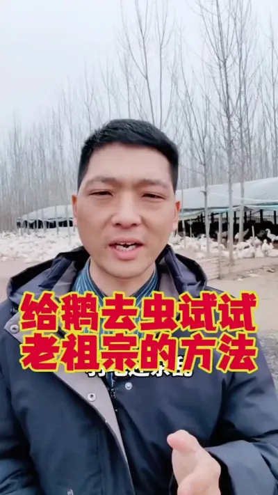 给鹅驱虫可以试试，老祖宗留下来这个方法，不伤鹅。#狮头鹅 #鹅苗 #科学养鹅 #养鹅 #养鹅技术