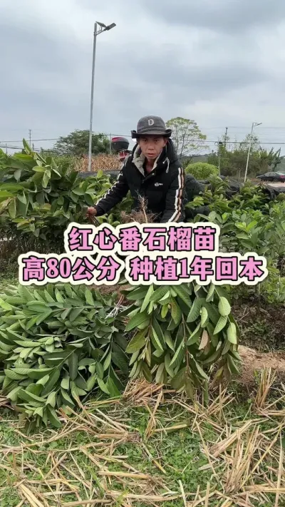 今天起苗红心番石榴80公分高裸根苗，根系发达，种植1年可回本 #红心番石榴 #番石榴 #果苗供应