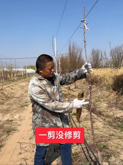 #新农人计划2025 #果树种植管理 #抖音助农 #病虫害防治 #果树修剪