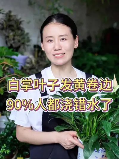 白掌叶子发黄卷边，90%人都浇错水了#白掌 #白掌又叫一帆风顺 #白掌养护知识 #养花小知识 #花卉绿植