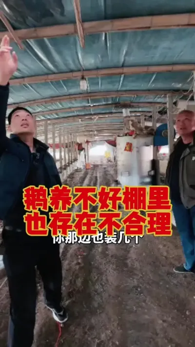 鹅养不好，鹅棚里也存在，很多不合理！#养鹅 #鹅苗 #狮头鹅 #养鹅技术 #养鹅人
