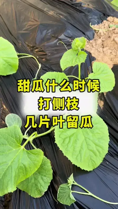甜瓜什么时候打侧枝，几片叶留瓜！#甜瓜种植 #传播农业小知识 #甜瓜种植技术