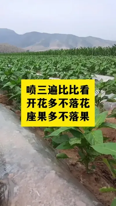 喷三遍比比看，花多果多看得见#分享农业知识帮农民增产增收 #三农 #农业种植技术