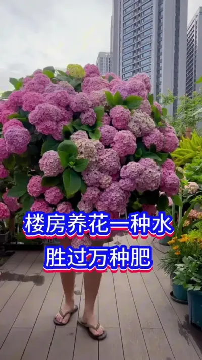 养花一种水，胜过万种肥#养花小知识 #英子园艺#花卉绿植
