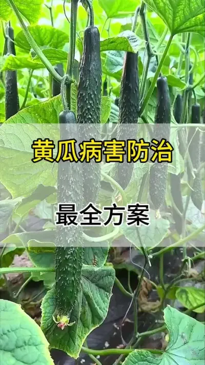 黄瓜病害防治，最全配方 #黄瓜 #黄瓜高产种植 #黄瓜病害 #服务三农支持三农 #三农