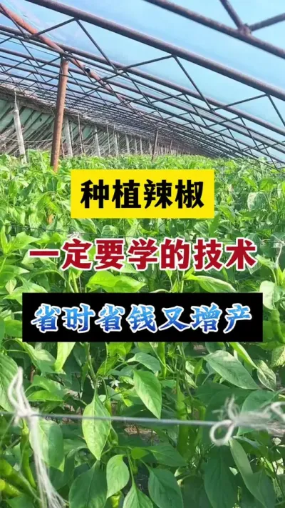 种辣椒一定要学的技术，省时省力省钱又增产#分享农业知识帮农民增产增收 #抖音助农 #辣椒种植技术