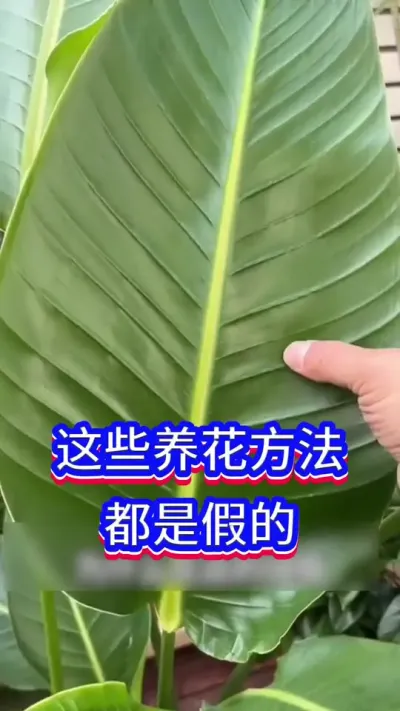 ⚠️这些养花方法都是假的#英子园艺 #养花小知识 #养花是一种乐趣