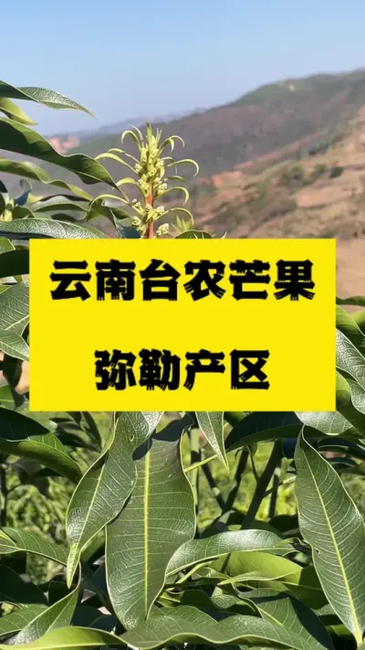 云南弥勒台农芒果产区目前长势，接上元江台农市场 #农业技术推广 #台农芒
