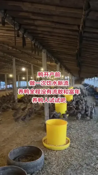养鸭人看过来#养鸭人 #肉鸭养殖 #养殖技术交流 #