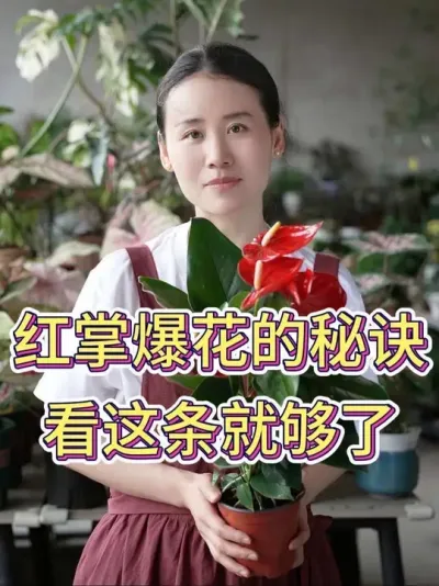 红掌爆花的秘诀，看这条就够了#红掌 #红掌盆栽 #红掌养护 #花卉绿植 #养花小知识